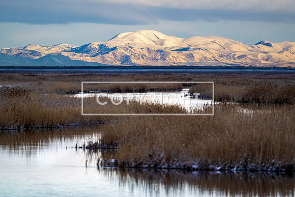 Utah Winter Wetlands
