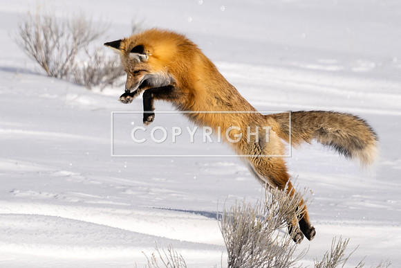 Red Fox Hunt Series #5