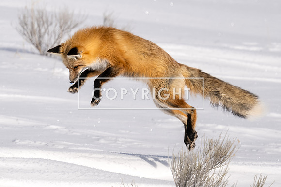 Red Fox Hunt Series #6