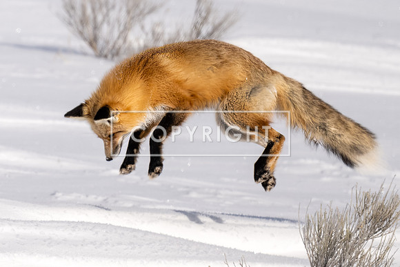 Red Fox Hunt Series #7