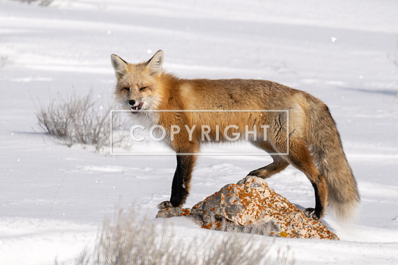 Red Fox Licking His Chomps