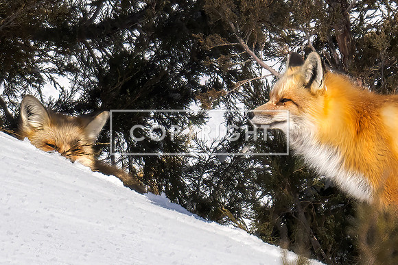 Red Fox Family