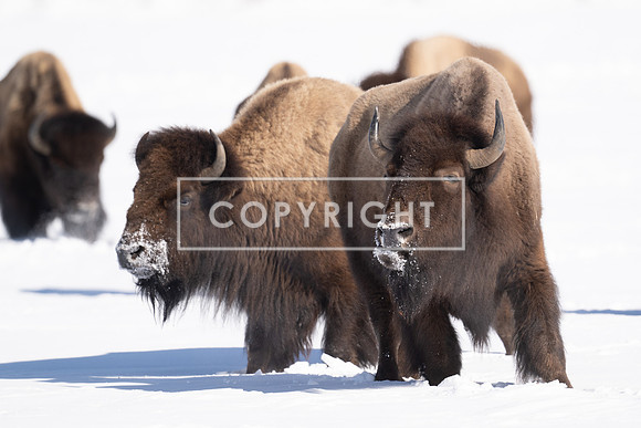 Jackson Hole Bison