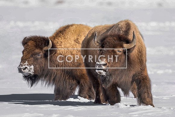 Bison Bro