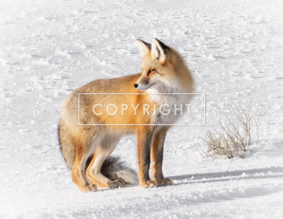 Red Fox on Guard