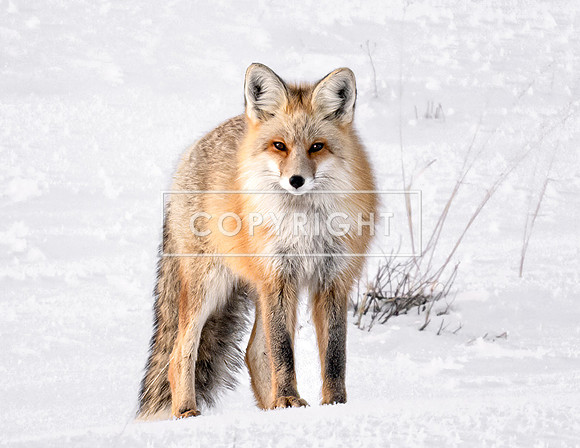 Jackson Hole Red Fox