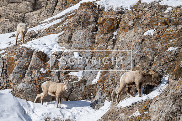 Mountain Goats