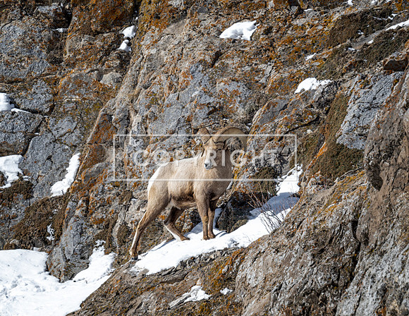 Hillside Climber