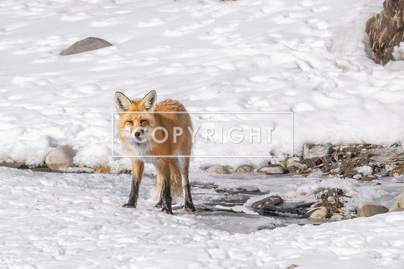 Red Fox Approaching