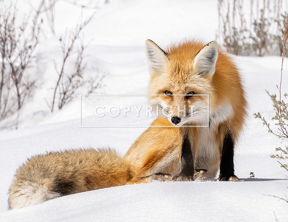 Foxy Lady