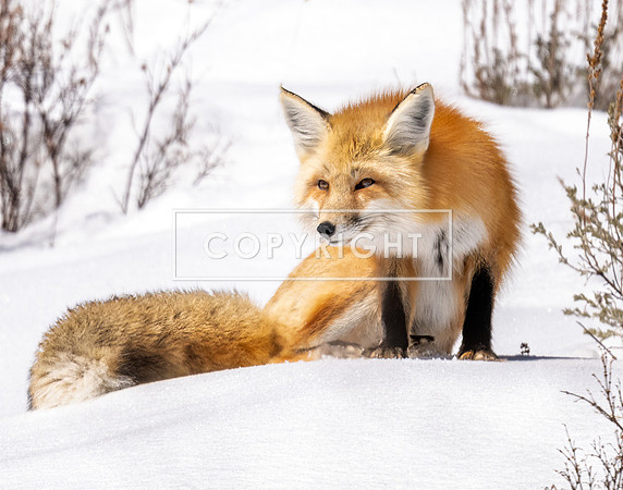 Jackson Winter Red Fox