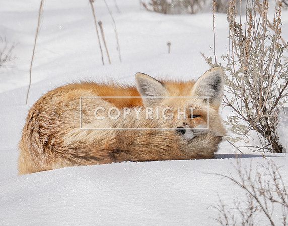 Sleeping Red Fox