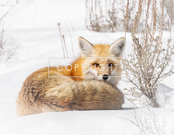 Red Fox Curled