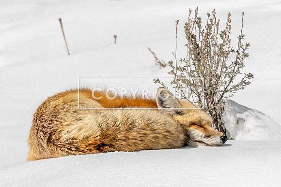 Red Fox Snowy Sleep