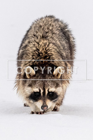 Rocky Raccoon