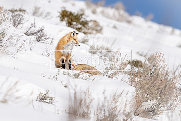 Hillside Fox