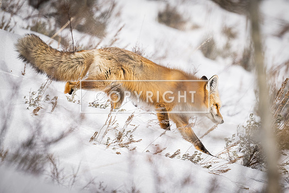 Red Fox on the Prowl