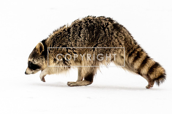 Winter Raccoon