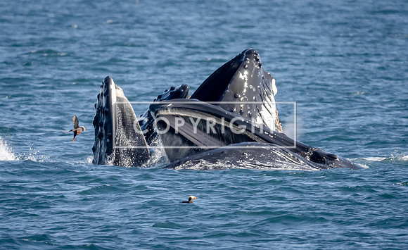Whale Pod