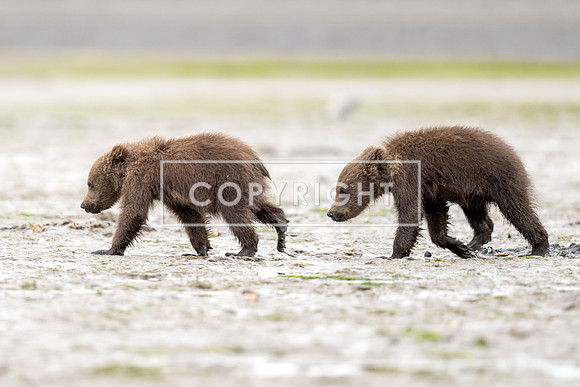 Alaska Baby Brown Bears