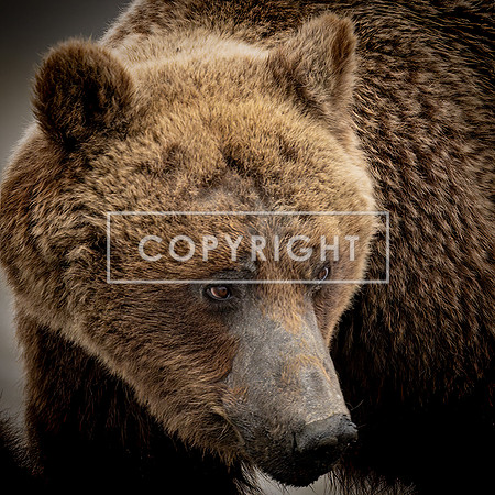 Alaska Brown Bear on Watch
