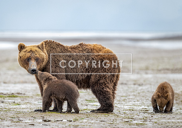 Happy Baby Bears