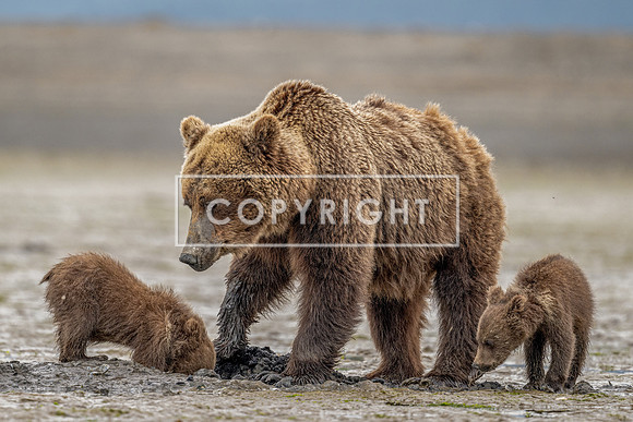 Brown Bears with Mama