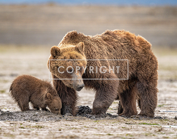 Brown Bears Clamming