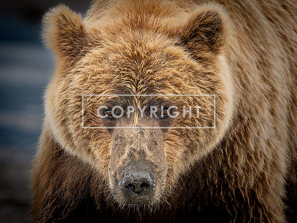 Alaskan Brown Bear Up Close