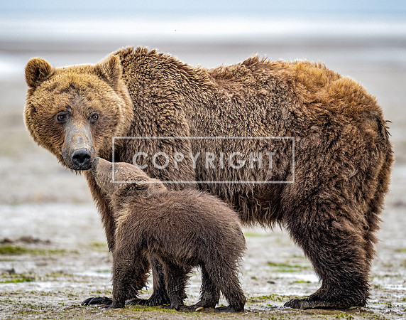 Brown Bear Affection