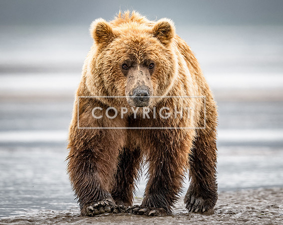 Brown Bear Approaching