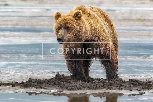 Mama Brown Bear
