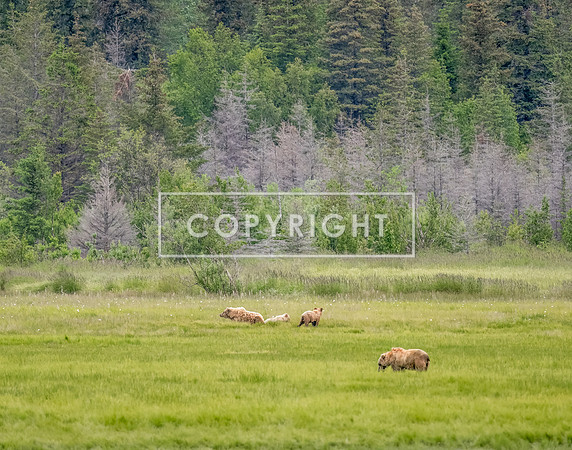 Brown Bears on Alaskan Marsh