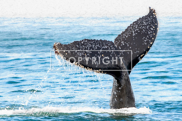 Whale's Tail