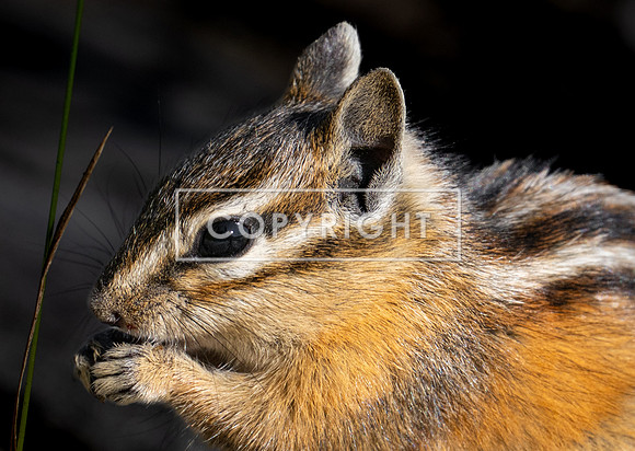 Chipmonk