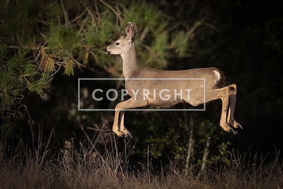 Deer Jumping