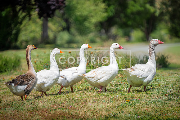 Duck Duck Goose