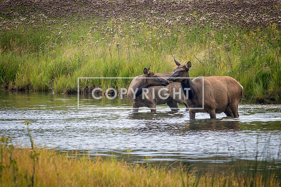 Little River Elk