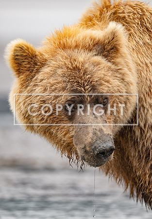 Close Encounter of the Big Brown Bear_DHofstetter_98667