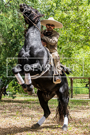 Dancing Stallion 94171