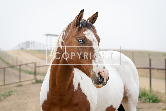 Blue Eyed Wonder 95003