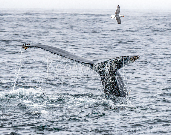 Whales Tail