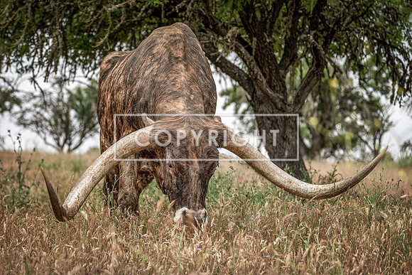 Texas Longhorn  90227