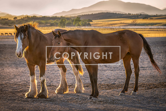 Horse Partnership  8512591