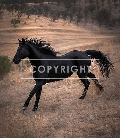 Backfield Runner 8522661