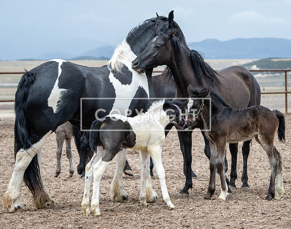 Foals and Family  8513848