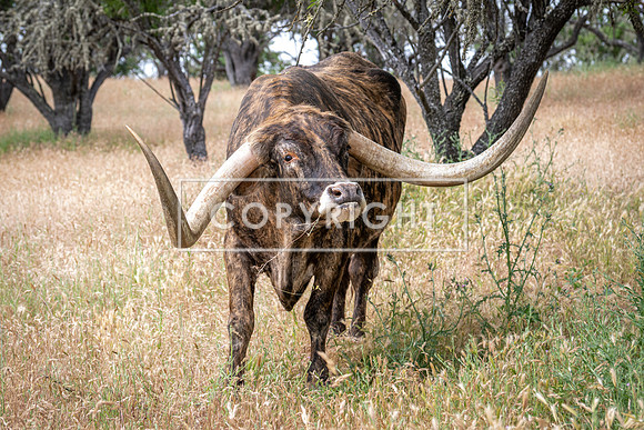 Totonka the Texan  99902