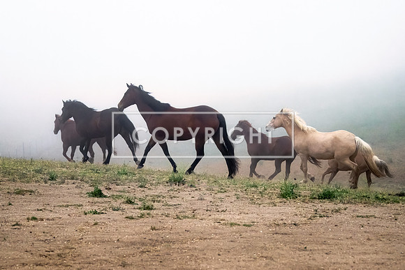 Foggy Morning Run 94525
