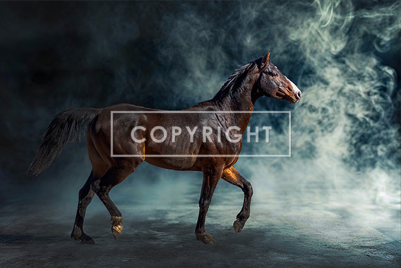 Misty Midnight Lights