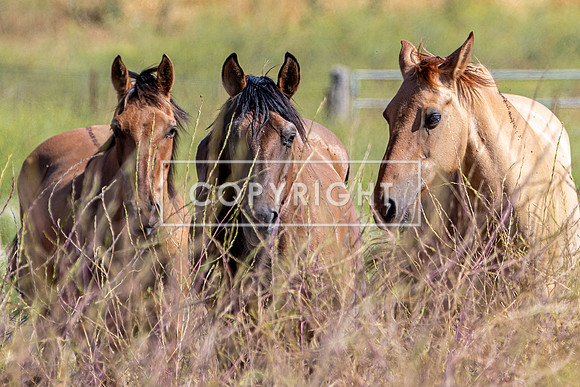 Tres Amigos Mustangs